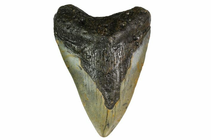 Bargain, Fossil Megalodon Tooth - North Carolina #153131